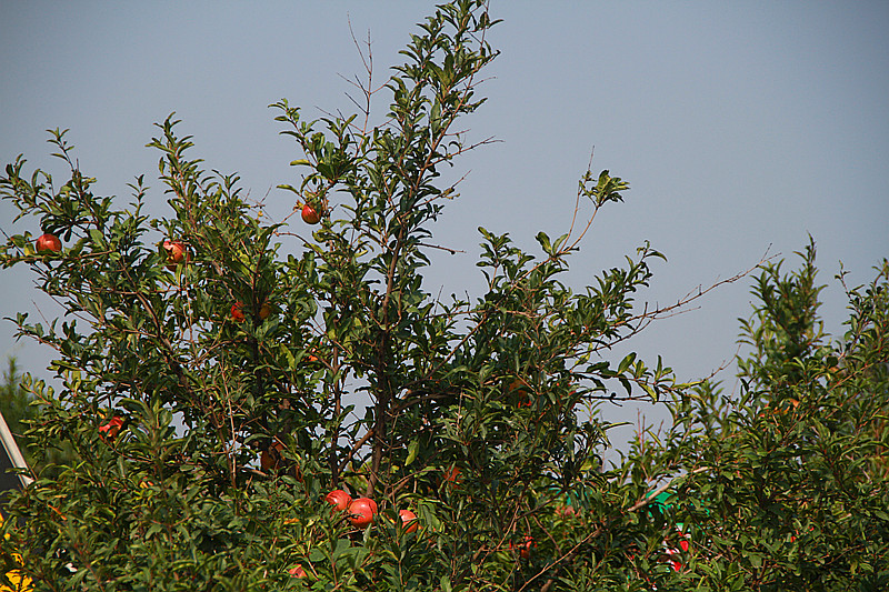 石榴 004_副本.jpg