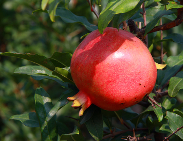 石榴 006_副本.jpg