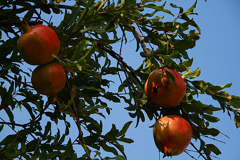 石榴 008_副本.jpg