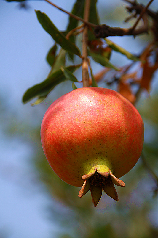 石榴 022_副本.jpg