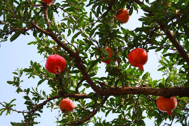 石榴 024_副本.jpg