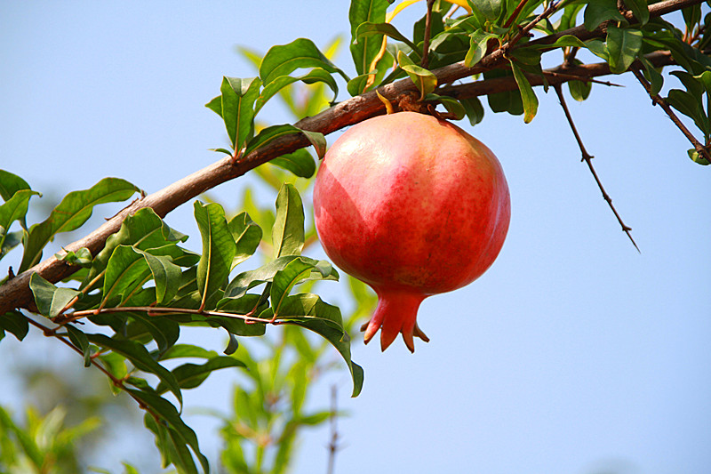 石榴 025_副本.jpg