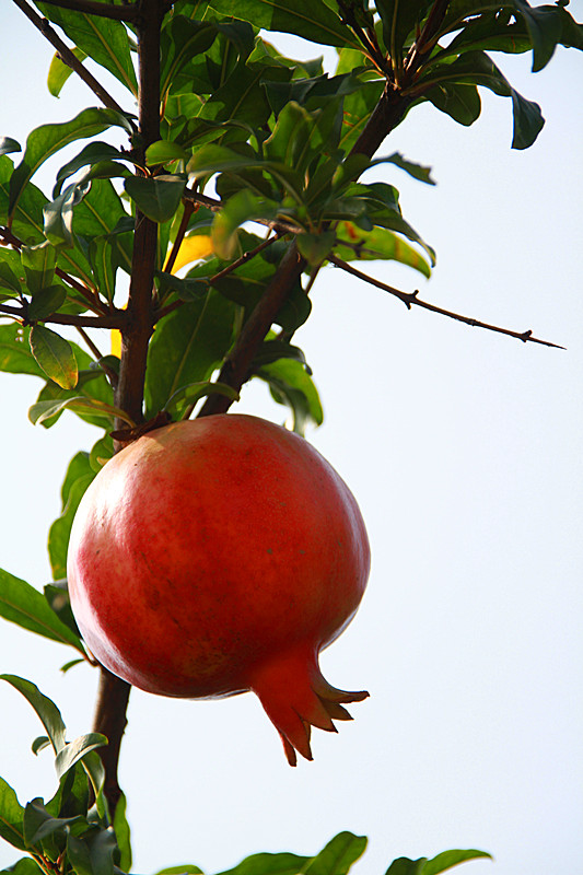 石榴 026_副本.jpg