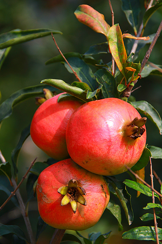 石榴 031_副本.jpg