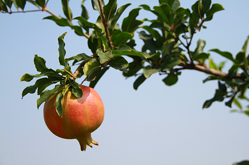 石榴 034_副本.jpg