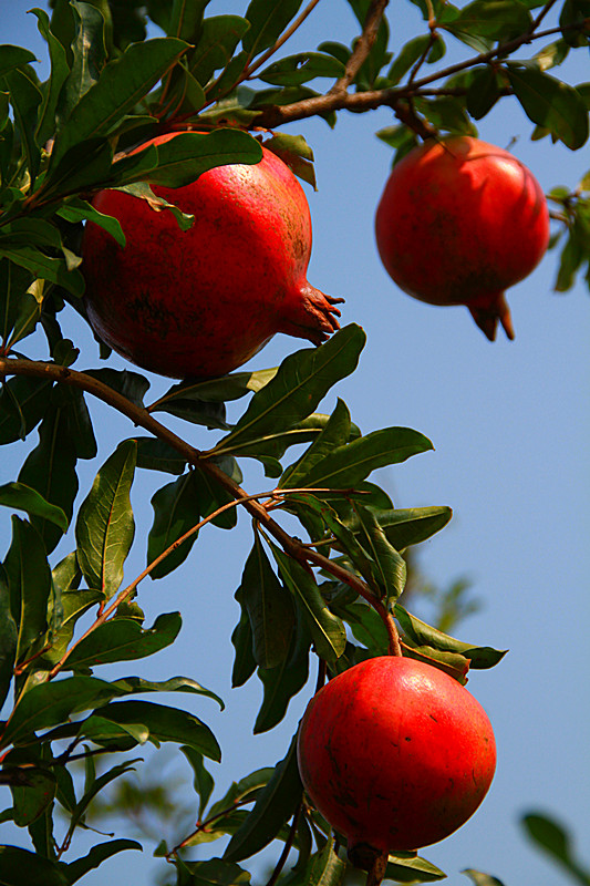 石榴 036_副本.jpg