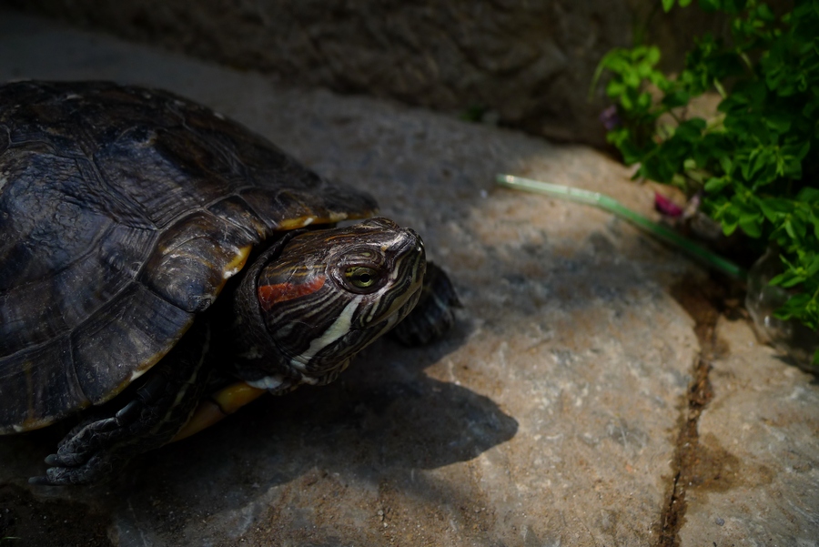 唐家阁客栈 (4).JPG