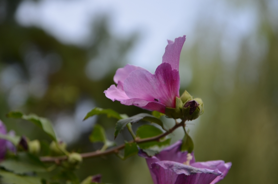DSC_9355.JPG