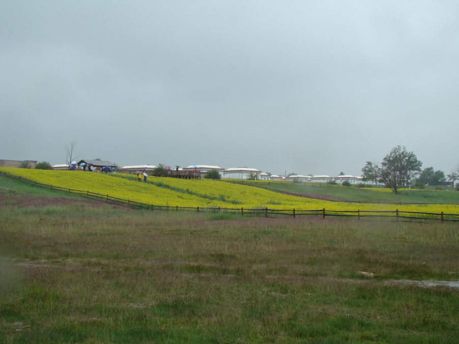 进入藏区的一路上，油菜花一片一片的从眼前掠过，还有那牦牛、马儿低着头悠闲地吃着草，我真是想立即冲下车 ...