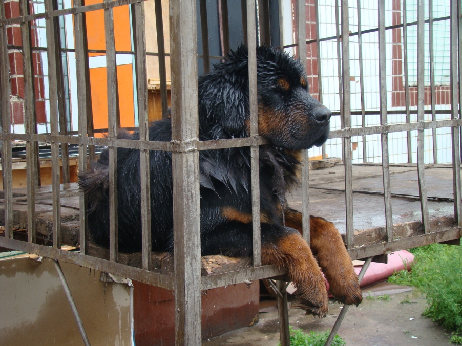 雨中笼中的藏獒