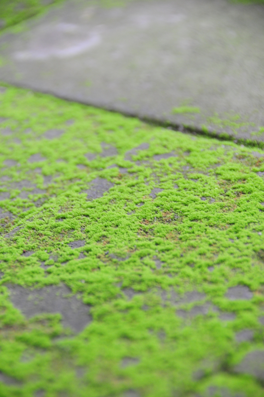 青石苔藓1
