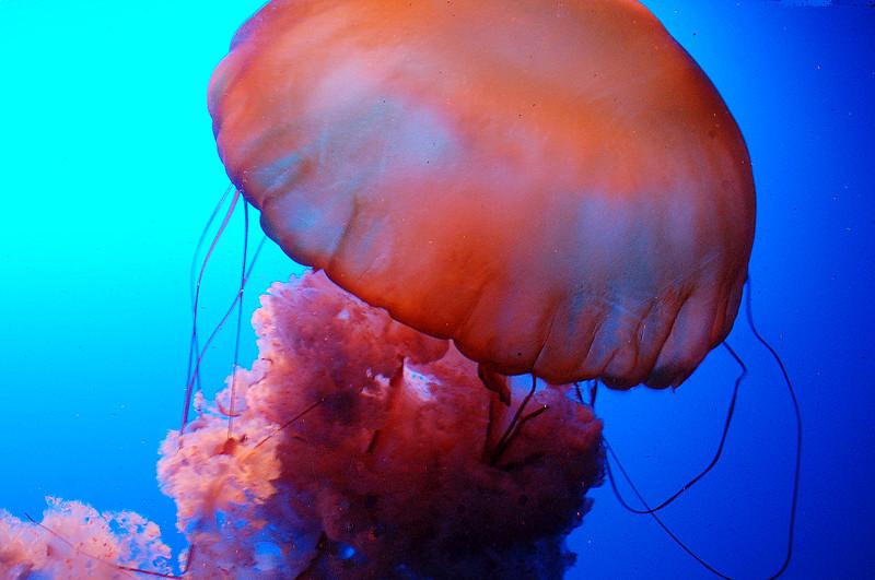水母二.jpg