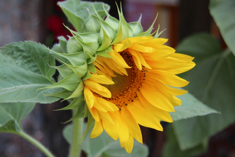 调整大小 IMG_8778.JPG