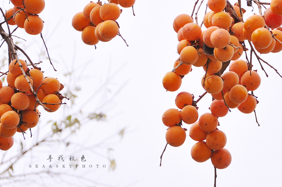寻找秋色2.jpg