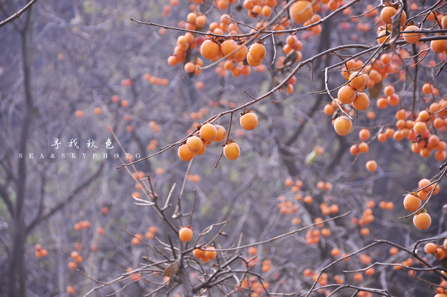 寻找秋色3.jpg