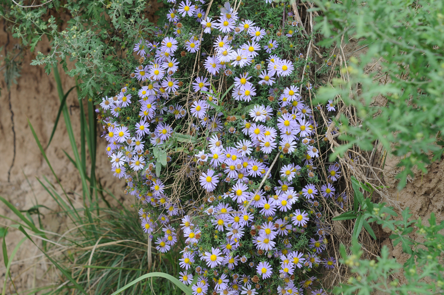 DSC_0259.jpg