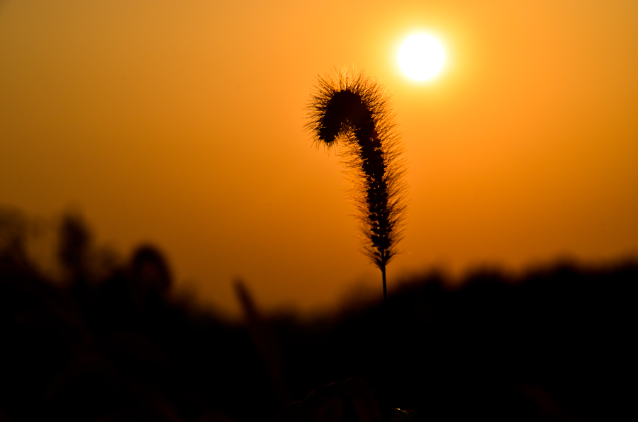 DSC_0806.jpg