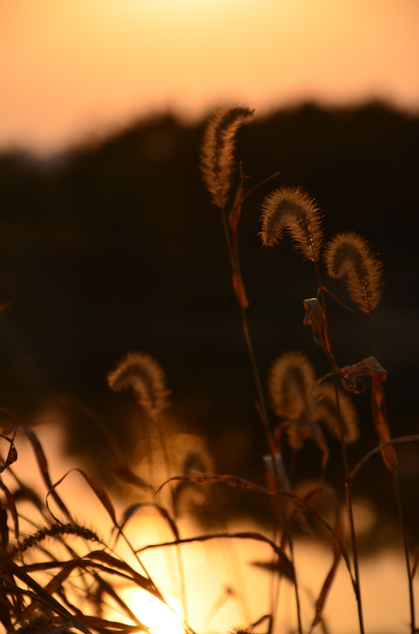 DSC_0811.jpg
