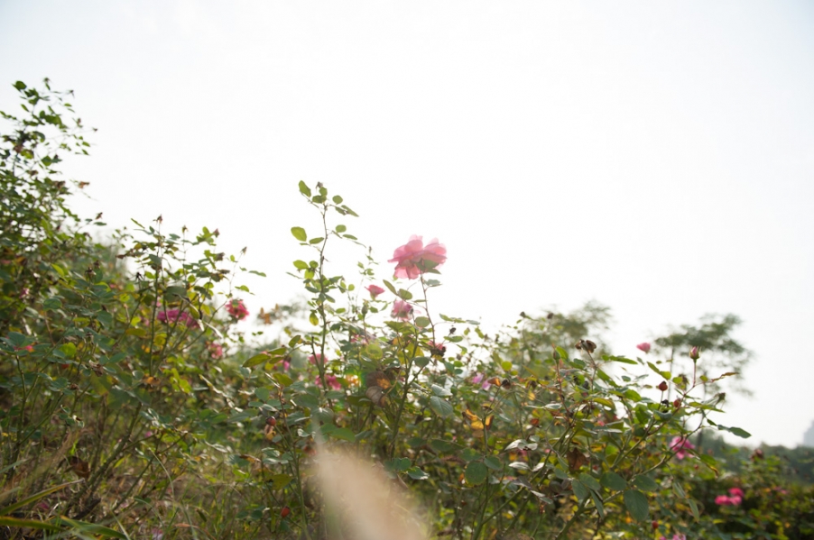DSC_5116.jpg