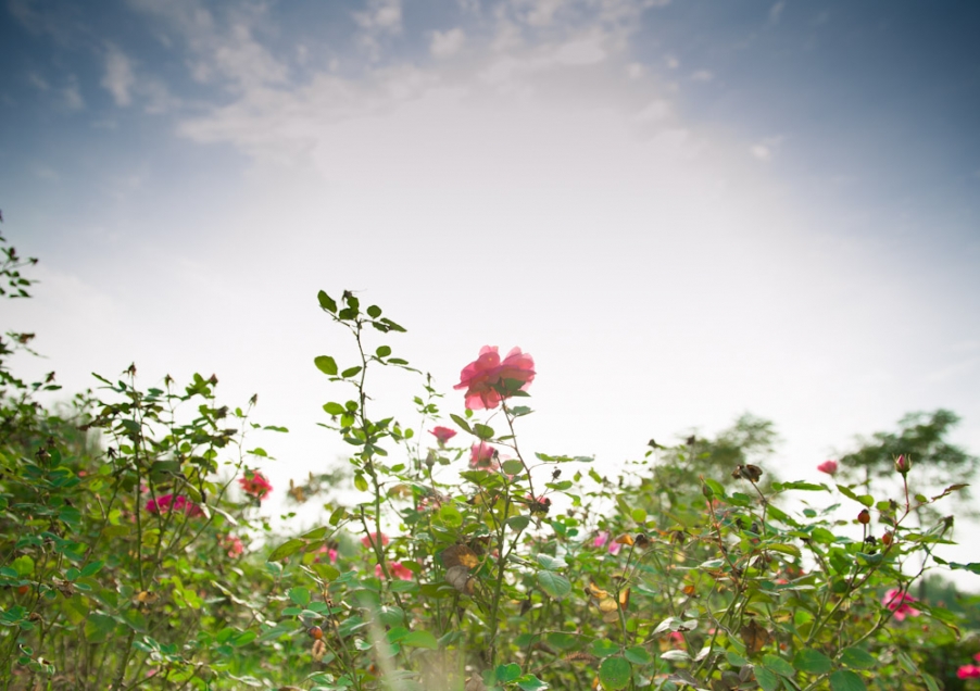 DSC_5117.jpg