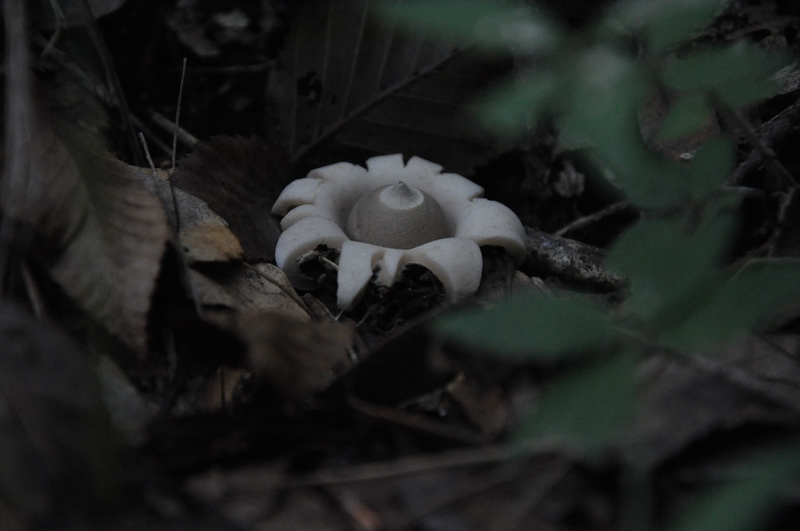 DSC_2094.JPG