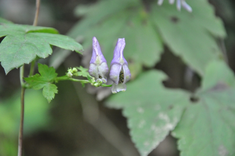 DSC_2135.JPG
