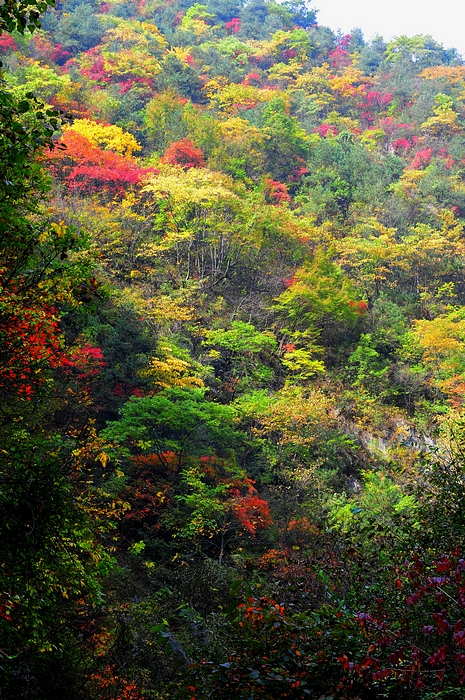 五彩缤纷