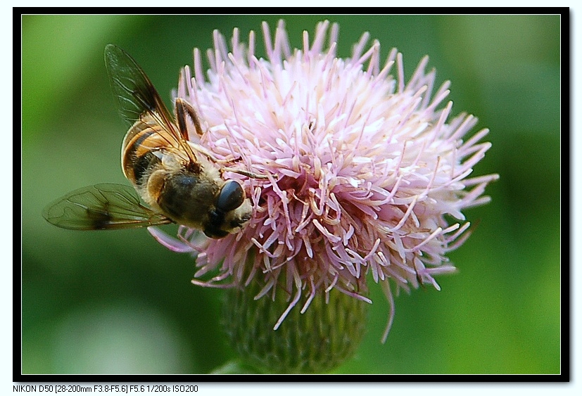 复件 (2) DSC_1246.JPG