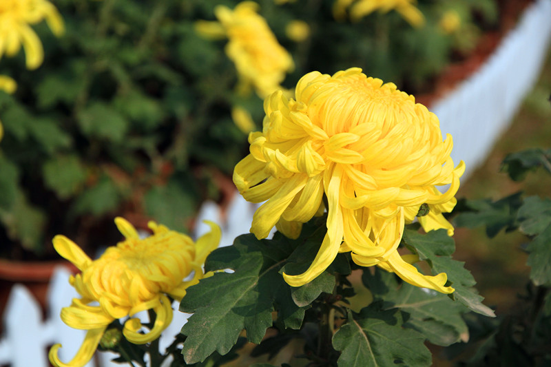 秋菊 110_副本.jpg