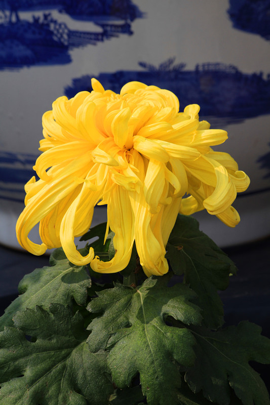 秋菊 126_副本.jpg