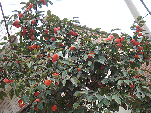 DSC08799_副本_副本.jpg