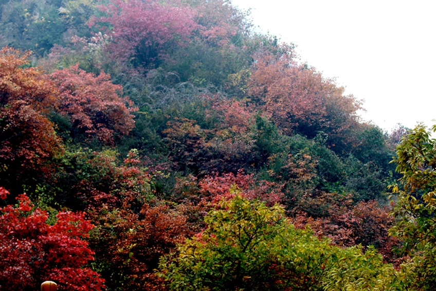 一叶知秋 018.JPG