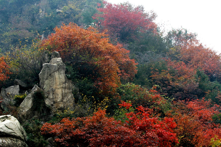 一叶知秋 019.JPG