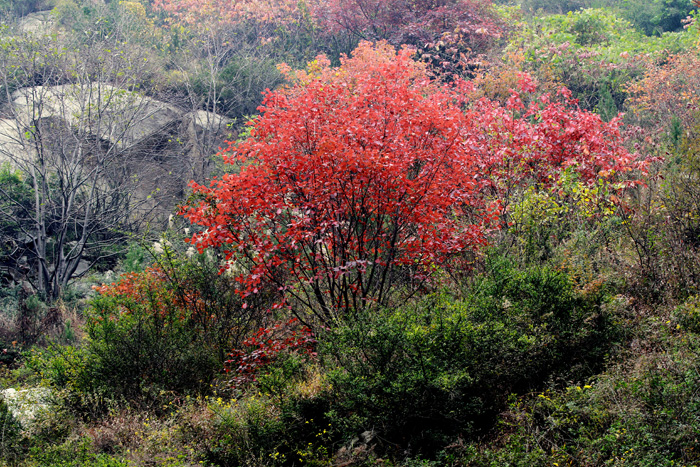 一叶知秋 022.JPG