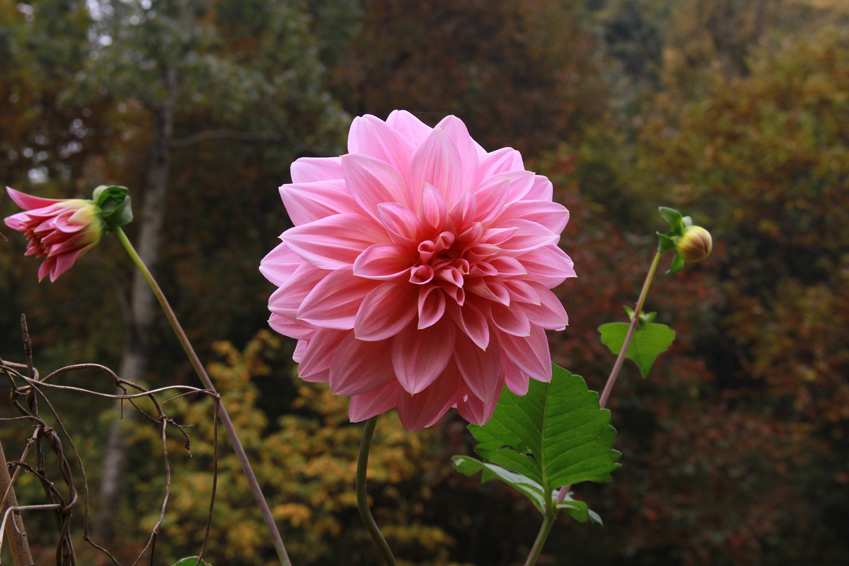 一叶知秋 051.JPG