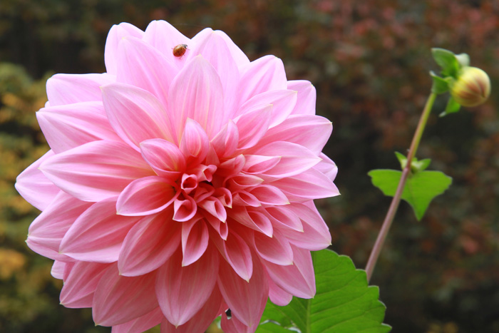 一叶知秋 049.JPG