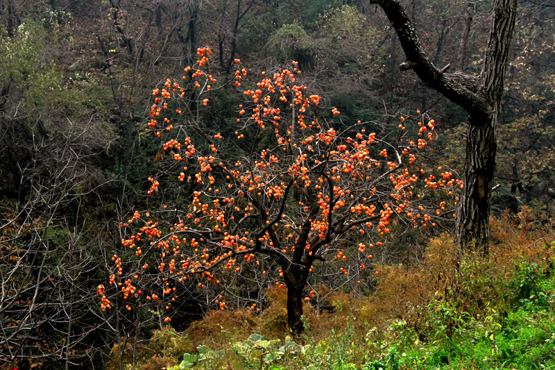 一叶知秋 053.JPG