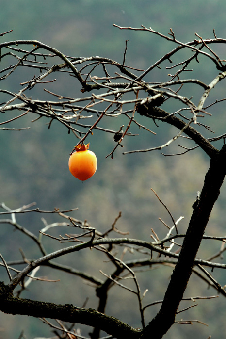 一叶知秋 096.JPG