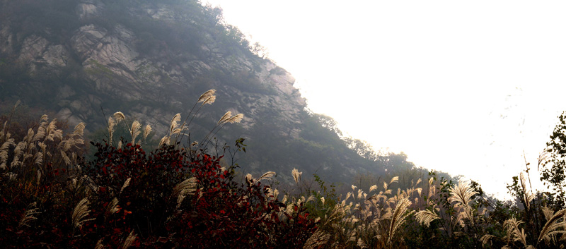 一叶知秋 118.JPG