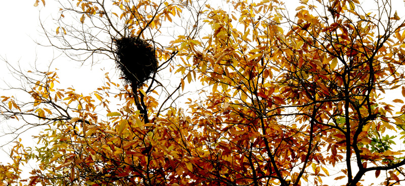 一叶知秋 126.JPG