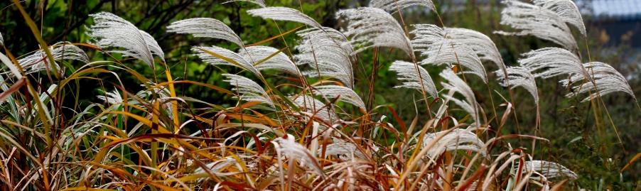 一叶知秋 016.JPG