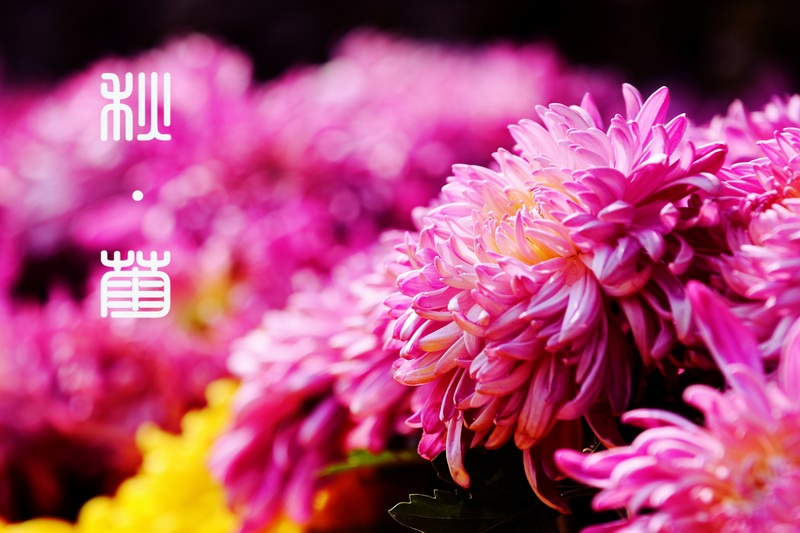 调整大小 _MG_7675@2.jpg