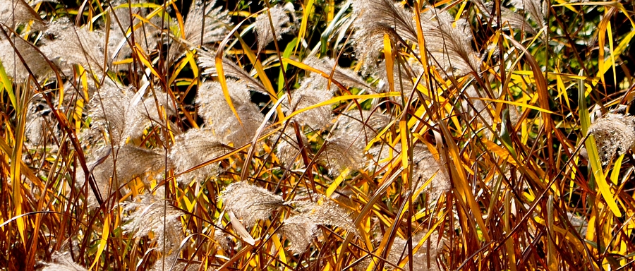 DSC_029a.jpg