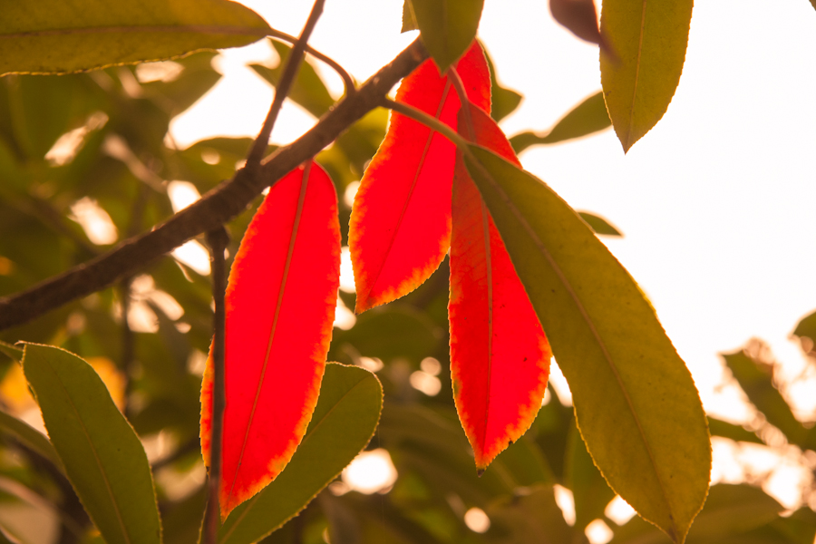 红叶
