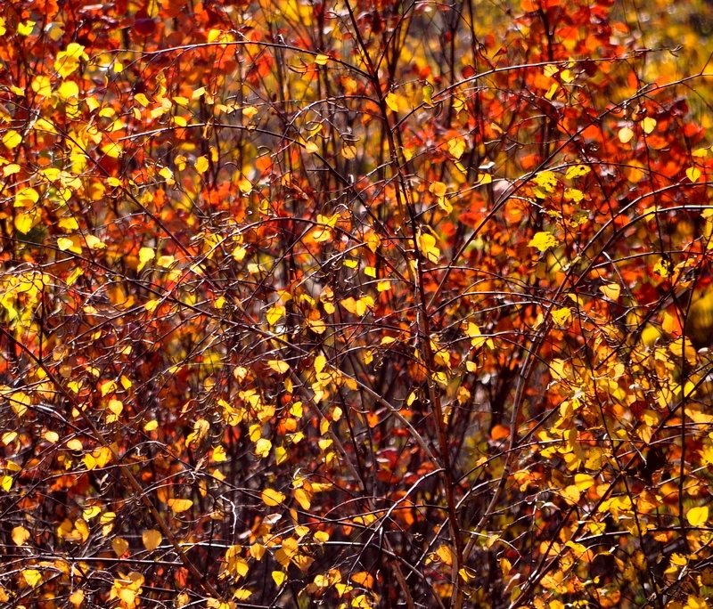 DSC_0261.jpg