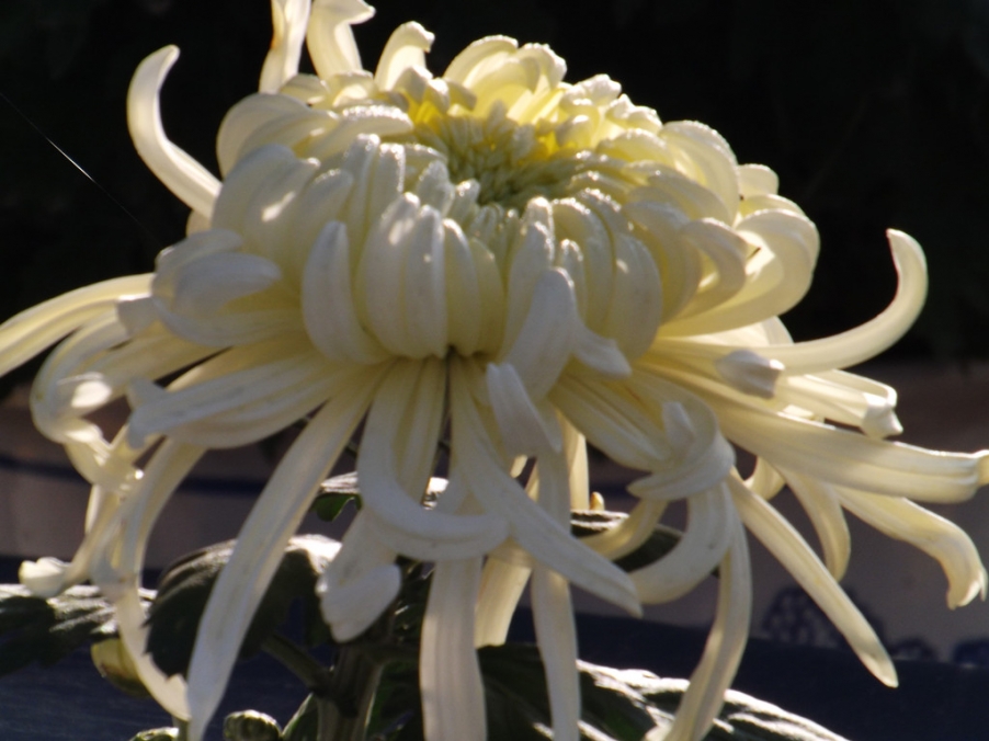 照片 005_副本.jpg