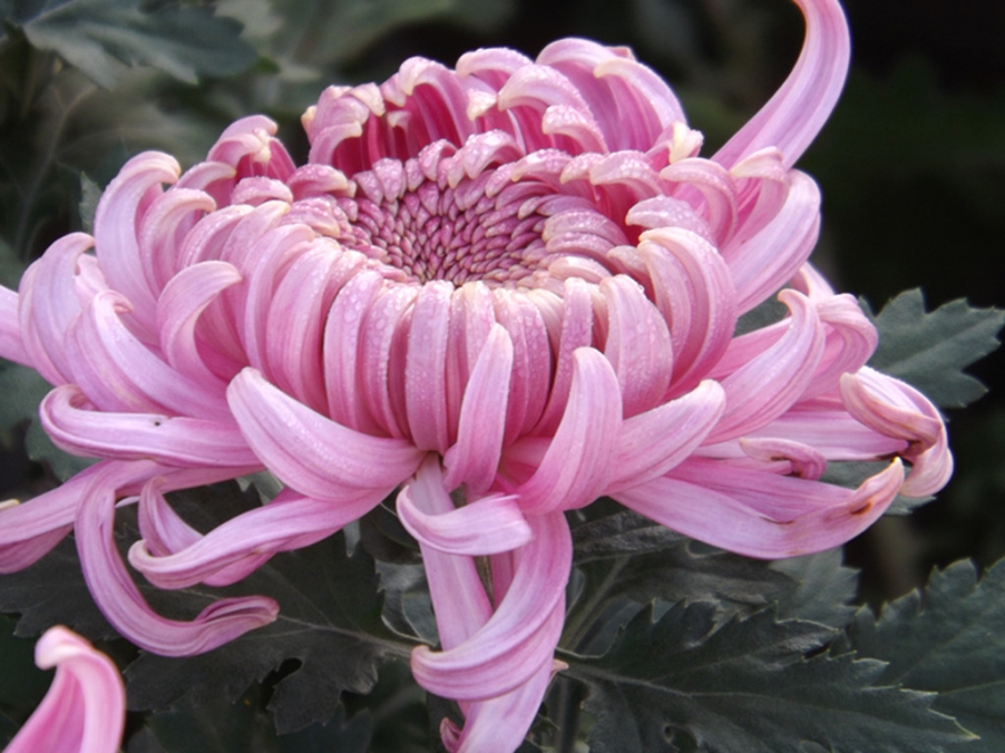 照片 007_副本.jpg