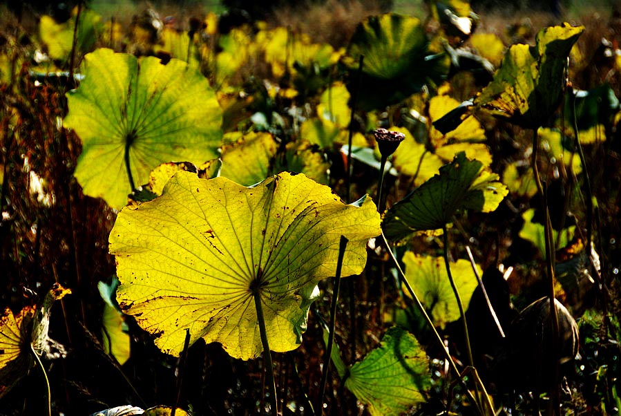 深秋荷塘 (1).JPG