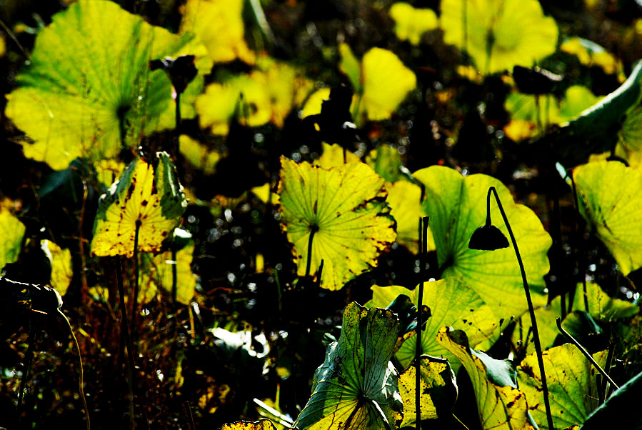 深秋荷塘 (7).JPG