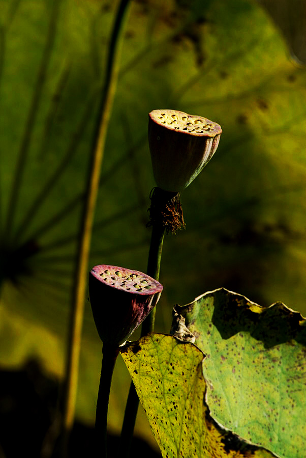深秋荷塘 (10).JPG